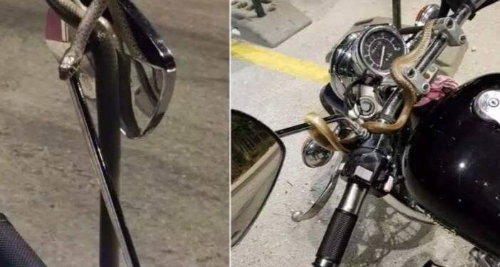 Τρόμος για οδηγό: Φίδι τυλίχτηκε γύρω από το τιμόνι εν κινήσει μηχανής