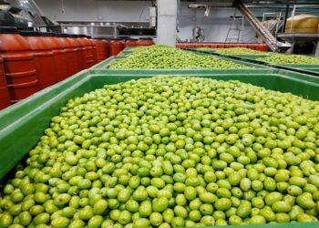 Ένωση Αγρινίου: παραλαβή ελιών στο εργοστάσιο, στα υποκαταστήματα και στα κατά τόπους πρατήρια