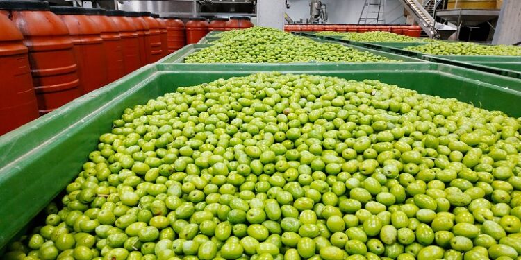 Ένωση Αγρινίου: παραλαβή ελιών στο εργοστάσιο, στα υποκαταστήματα και στα κατά τόπους πρατήρια