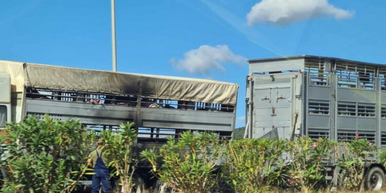 Φωτιά ο σε φορτηγό μεταφοράς ζώων στην Ιόνια Οδό