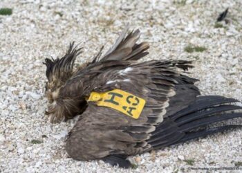 Γύπας εντοπίστηκε αποκεφαλισμένος στα Ακαρνανικά Όρη