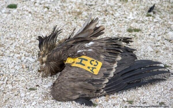 Γύπας εντοπίστηκε αποκεφαλισμένος στα Ακαρνανικά Όρη