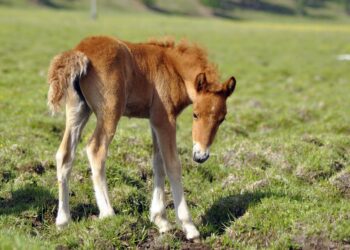 Κινητοποίηση για πουλάρι που εγκλωβίστηκε κοντά στην Λεπενού