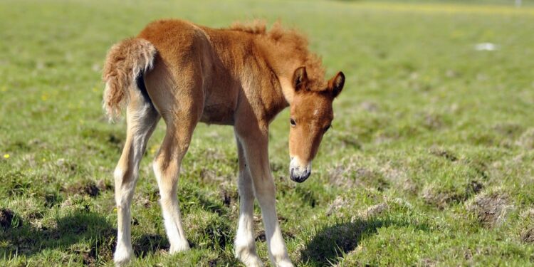 Κινητοποίηση για πουλάρι που εγκλωβίστηκε κοντά στην Λεπενού