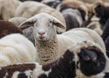 Ευλογιά αιγοπροβάτων: Μέχρι πότε οι αποζημιώσεις για τους κτηνοτρόφους