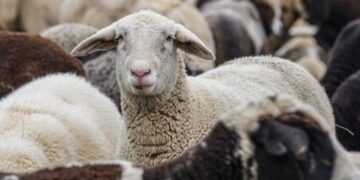 Ευλογιά αιγοπροβάτων: Μέχρι πότε οι αποζημιώσεις για τους κτηνοτρόφους