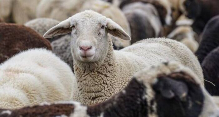 Ευλογιά αιγοπροβάτων: Μέχρι πότε οι αποζημιώσεις για τους κτηνοτρόφους