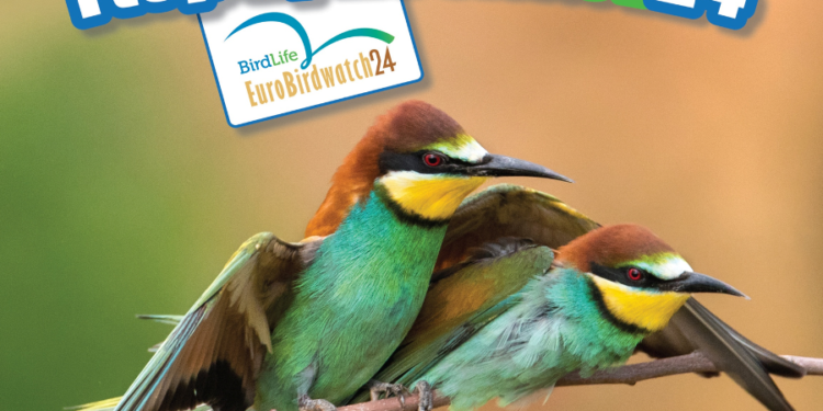 Ευρωπαϊκή Γιορτή Πουλιών 2024 στο Εθνικό Πάρκο Λιμνοθαλασσών Μεσολογγίου – Αιτωλικού