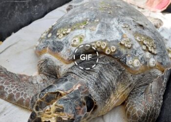 Επιστροφή στη θάλασσα για την “‘Έλσα” την χελώνα του Αμβρακικού Κόλπου