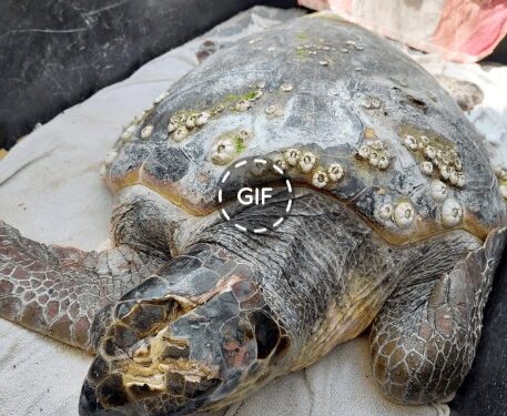 Επιστροφή στη θάλασσα για την “‘Έλσα” την χελώνα του Αμβρακικού Κόλπου