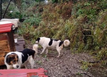 Εγκλωβίστηκαν σκυλιά στο καταφύγιο της φιλοζωικής Αγρινίου από τον ανεμοστρόβιλο- έκκληση για βοήθεια