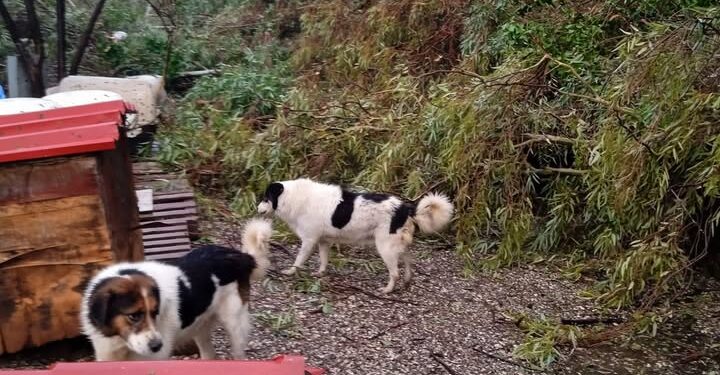 Εγκλωβίστηκαν σκυλιά στο καταφύγιο της φιλοζωικής Αγρινίου από τον ανεμοστρόβιλο- έκκληση για βοήθεια