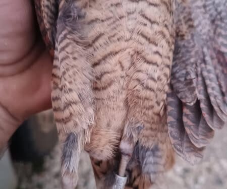 Μέλη του 1ου Κυνηγετικού Συλλόγου Αγρινίου ενημέρωσαν για τη θήρευση μπεκάτσας που δακτυλιώθηκε στην Ουγγαρία