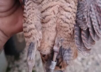 Μέλη του 1ου Κυνηγετικού Συλλόγου Αγρινίου ενημέρωσαν για τη θήρευση μπεκάτσας που δακτυλιώθηκε στην Ουγγαρία