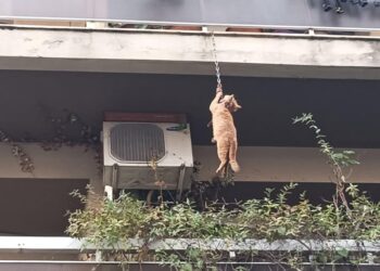 Σοκ στο Αγρίνιο: γάτος κρεμόταν από μπαλκόνι με αλυσίδα σκύλου από τον λαιμό
