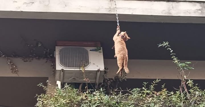 Σοκ στο Αγρίνιο: γάτος κρεμόταν από μπαλκόνι με αλυσίδα σκύλου από τον λαιμό