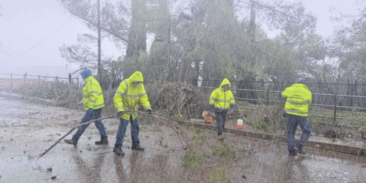 Αποκατάσταση κυκλοφορίας δρόμου από πτώση δέντρου στο δρόμο Παπαδάτου-Φυτείων