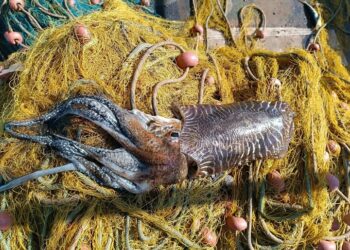 Σουπιά γίγας πιάστηκε στα δίχτυα των ψαράδων στην Αμφιλοχία