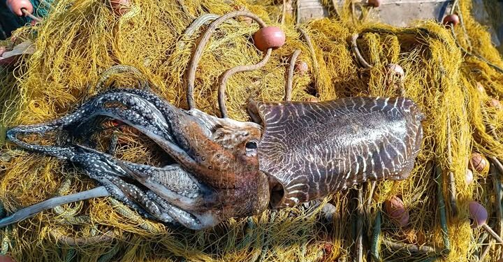 Σουπιά γίγας πιάστηκε στα δίχτυα των ψαράδων στην Αμφιλοχία