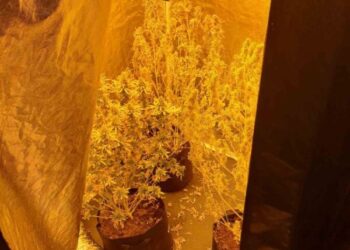 Έρευνα σε οικία στο Αγρίνιο: Εντοπίστηκαν 17 δενδρύλλια υδροπονικής κάνναβης-μια σύλληψη