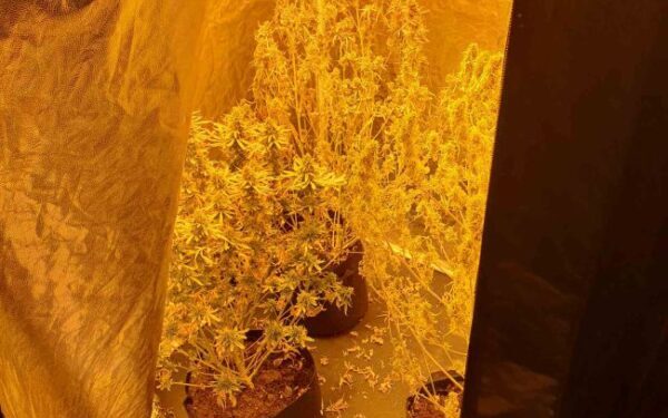 Έρευνα σε οικία στο Αγρίνιο: Εντοπίστηκαν 17 δενδρύλλια υδροπονικής κάνναβης-μια σύλληψη