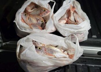 Το Λιμενικό κατάσχεσε 21 κιλά λυθρίνια στην περιοχή «ΒΑΛΤΙ» Αιτωλοακαρνανίας