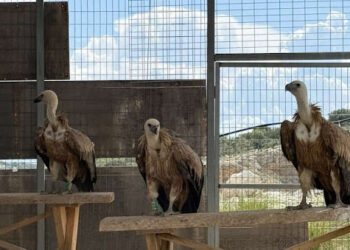 Η ΑΝΙΜΑ απελευθέρωσε στο Μεσολόγγι τρία όρνια