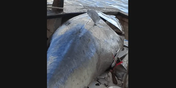 Αστακός:γιγαντιαίους τόνους έπιασαν ψαράδες