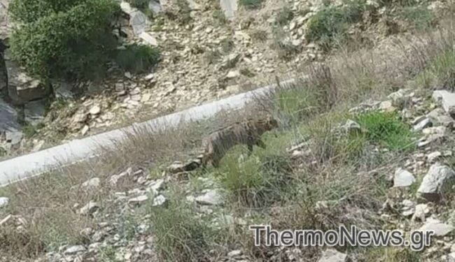 Σπάνια εμφάνιση αγριόγατου στον δρόμο προς Δρυμώνα Θέρμου