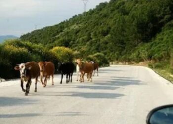Τα ανεπιτήρητα ζώα κίνδυνο για δεκάδες οδηγούς στον οδικό άξονα Αστακός-Μύτικας-Πάλαιρος