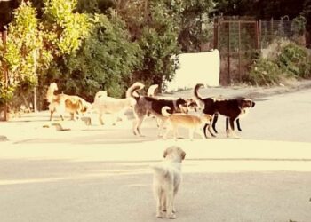 Καλύβια Αγρινίου: Αγέλη σκύλων περιφέρεται στην κεντρική οδό