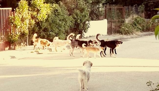 Καλύβια Αγρινίου: Αγέλη σκύλων περιφέρεται στην κεντρική οδό