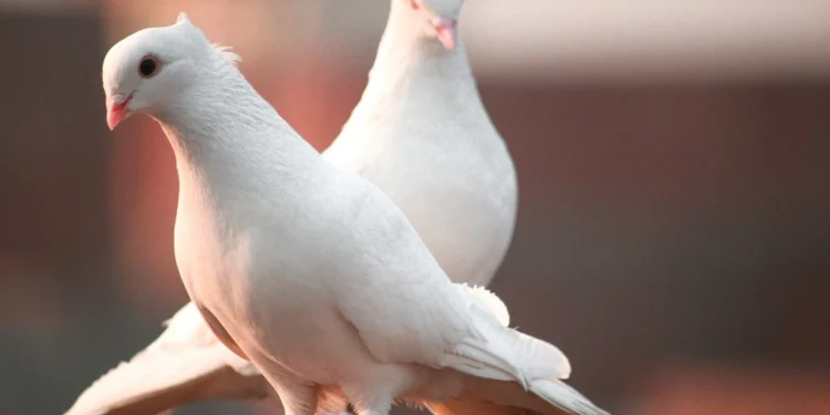 Αγίου Πνεύματος 2025: Πότε είναι το τριήμερο, για ποιους είναι αργία