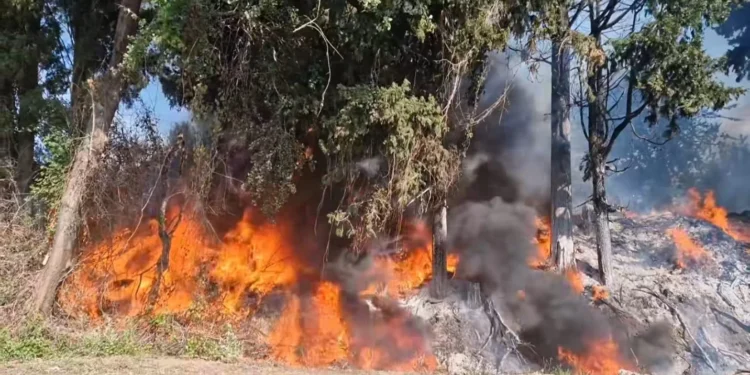 Φωτιά εκδηλώθηκε σε ανάχωμα, δίπλα σε περιβόλια σε αγροτική περιοχή στην Κατοχή