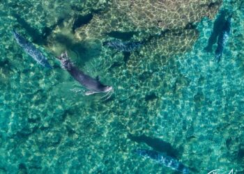 Νέα μέτρα για την προστασία της Φορμίκουλας: Από την ενημέρωση στη Δράση