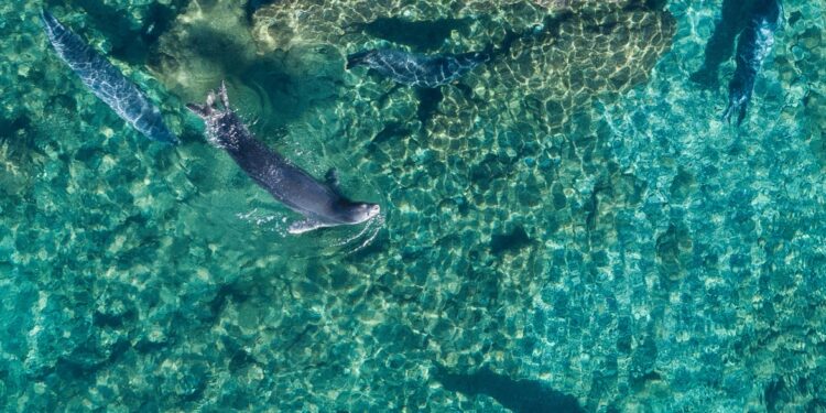 Νέα μέτρα για την προστασία της Φορμίκουλας: Από την ενημέρωση στη Δράση