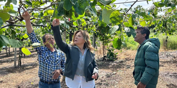 Αυτοψία της Χριστίνας Σταρακά σε Καλύβια και Γουριώτισσα – Άμεση παρέμβαση για την αποζημίωση των πληγέντων παραγωγών ακτινιδίων