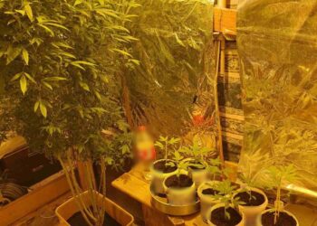 Σύλληψη για καλλιέργεια και κατοχή ναρκωτικών στο Αγρίνιο