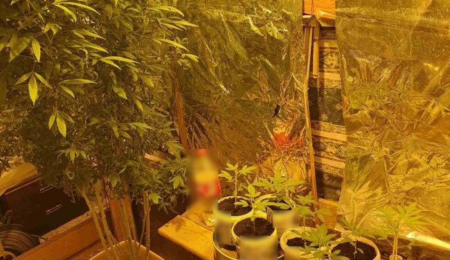 Σύλληψη για καλλιέργεια και κατοχή ναρκωτικών στο Αγρίνιο