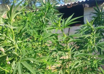 Συνελήφθη άνδρας στο Μεσολόγγι για καλλιέργεια και κατοχή ναρκωτικών