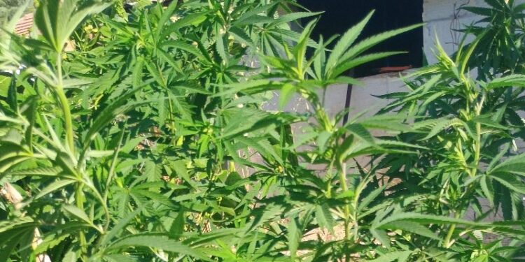 Συνελήφθη άνδρας στο Μεσολόγγι για καλλιέργεια και κατοχή ναρκωτικών