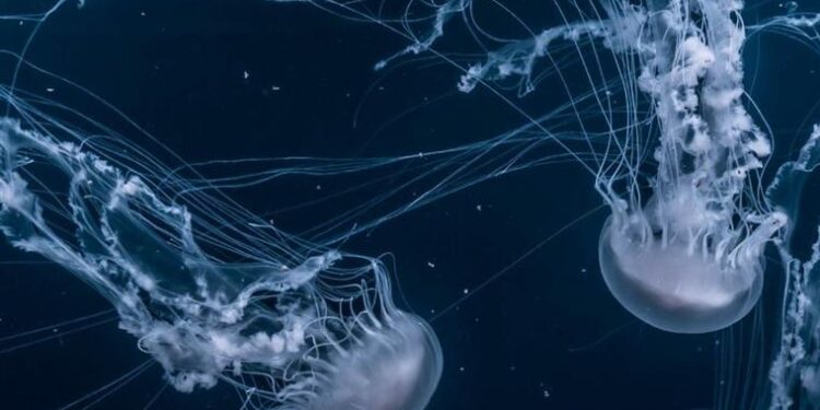 Ελληνικές Θάλασσες: Αυτές είναι οι πιο επικίνδυνες παραλίες στην Ελλάδα λόγω έξαρσης της μωβ μέδουσσας