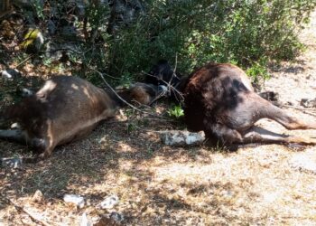 Βάλτος: Αγέλη λύκων κατακρεούργησε αγελάδες!