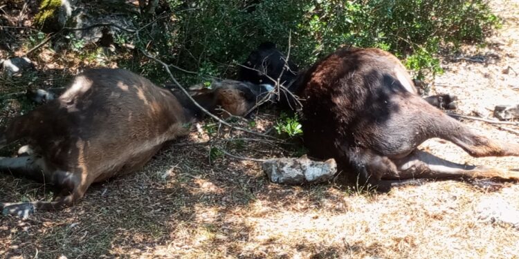 Βάλτος: Αγέλη λύκων κατακρεούργησε αγελάδες!
