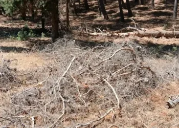 «Ωρολογιακή βόμβα» το Δασύλλιο Αστακού