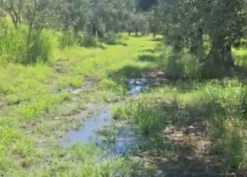 Κάμπος Ευηνοχωρίου: Πλημμυρισμένα χωράφια από βλάβη στην διώρυγα