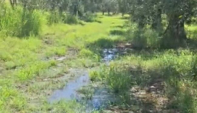 Κάμπος Ευηνοχωρίου: Πλημμυρισμένα χωράφια από βλάβη στην διώρυγα