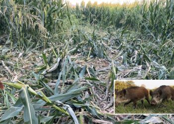 Καταστροφές προκαλεί κοπάδι αγριογούρουνων στα Καλύβια Αγρινίου