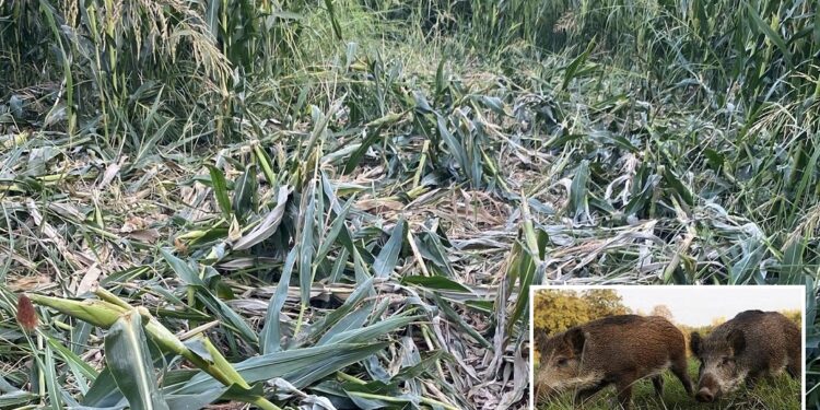 Καταστροφές προκαλεί κοπάδι αγριογούρουνων στα Καλύβια Αγρινίου