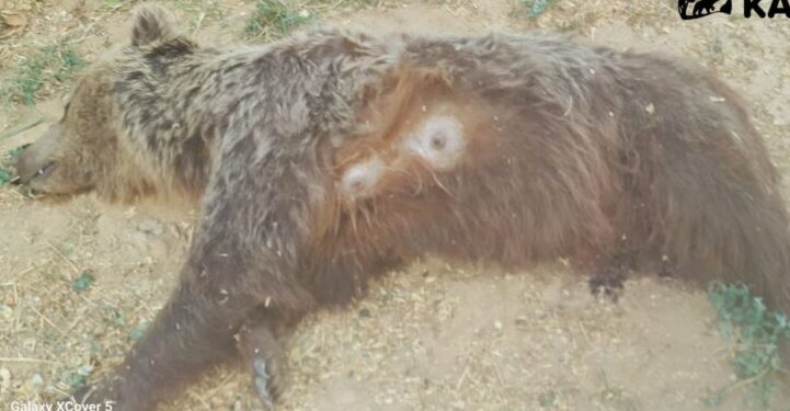 Καστοριά: Νεκρή βρέθηκε αρκούδα με 5 σφαίρες στην πλάτη